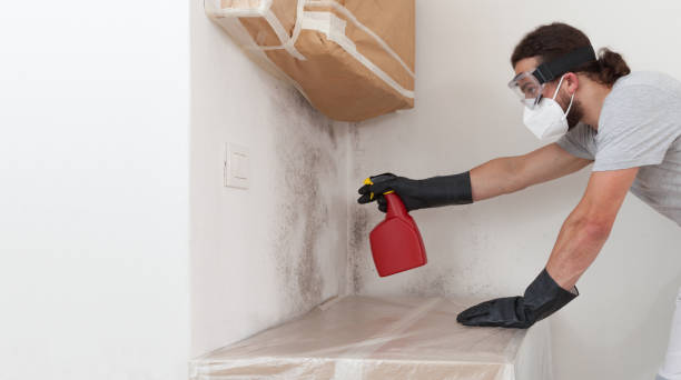 Professional Basement Mold Remediation technician working in Spruce Creek, PA